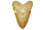 Serrated, Fossil Megalodon Tooth From Morocco - Rare Location #352991-1